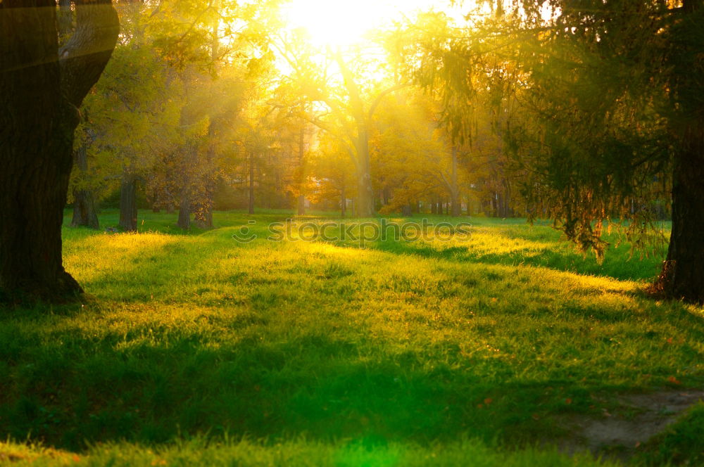 Similar – Abendstimmung Baum Park