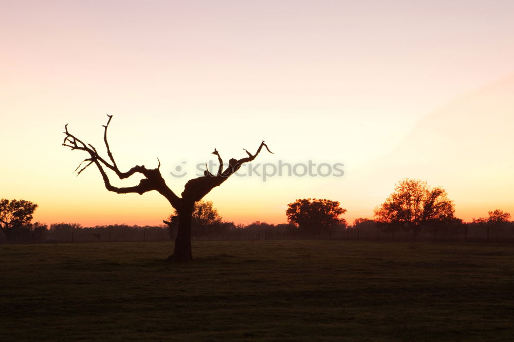 Similar – Foto Bild Black Hole Sun Baum