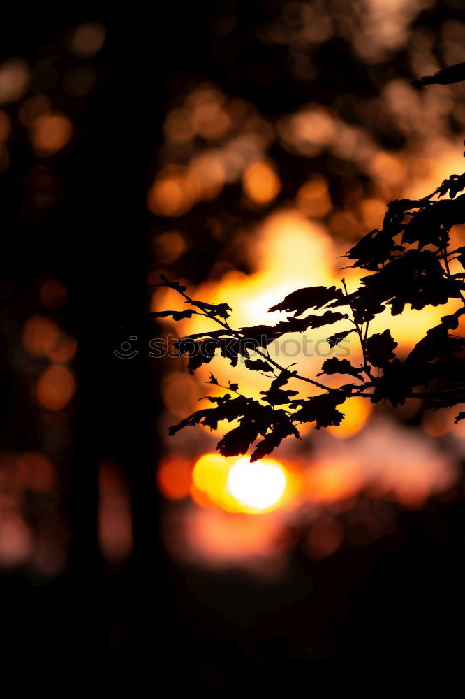 Similar – schwarzwald licht Natur