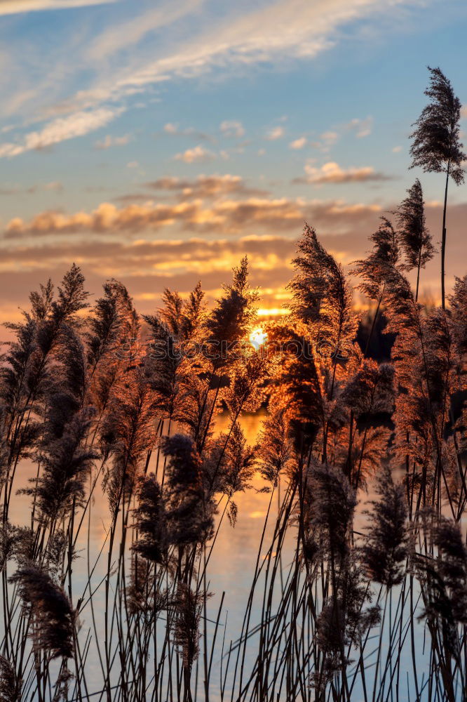 Similar – Image, Stock Photo city lake