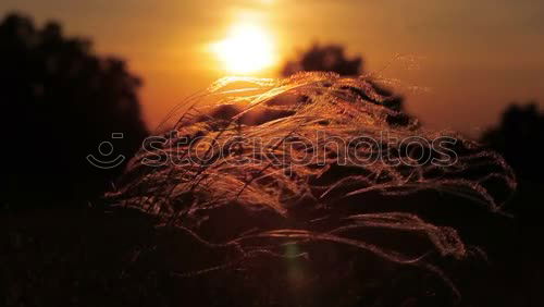 Similar – Image, Stock Photo night flowers Flower