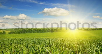 Similar – Image, Stock Photo Way between rapeseed fields and blue sky