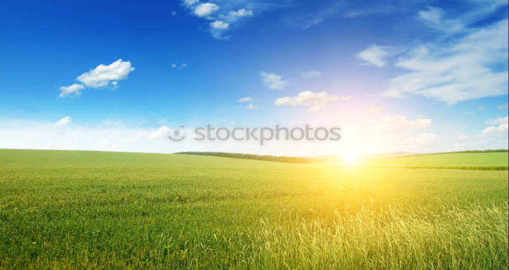 Image, Stock Photo Way between rapeseed fields and blue sky