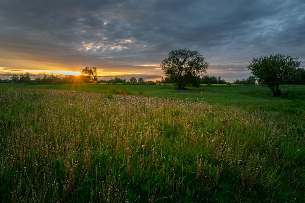 Similar – Image, Stock Photo Dirt Road in canola Flowering Field, spring sunrise.