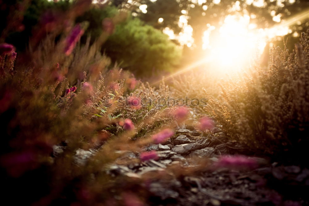 Similar – Image, Stock Photo ranunculus Garden