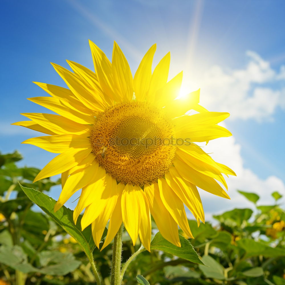 Similar – Image, Stock Photo Perfect sunflower in the garden