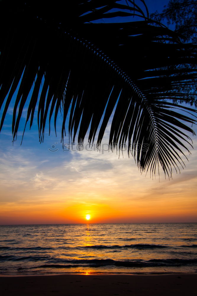 Similar – Image, Stock Photo Sunrise under palm trees