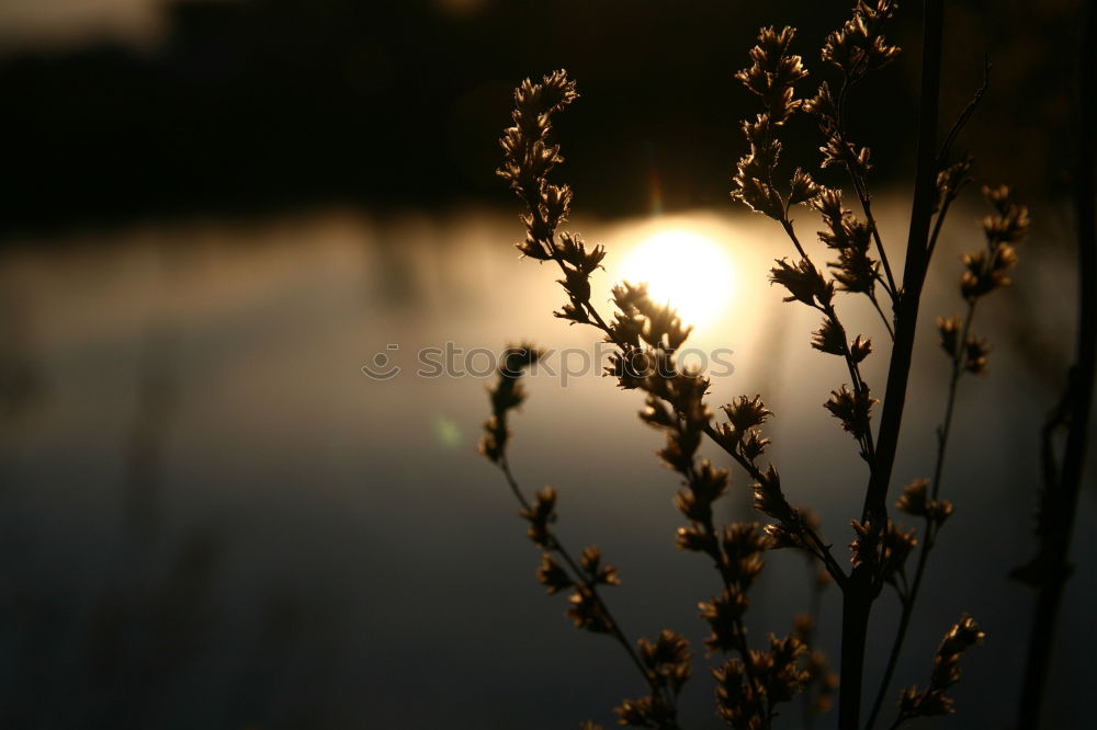 Similar – Image, Stock Photo Looking through the grass (II)