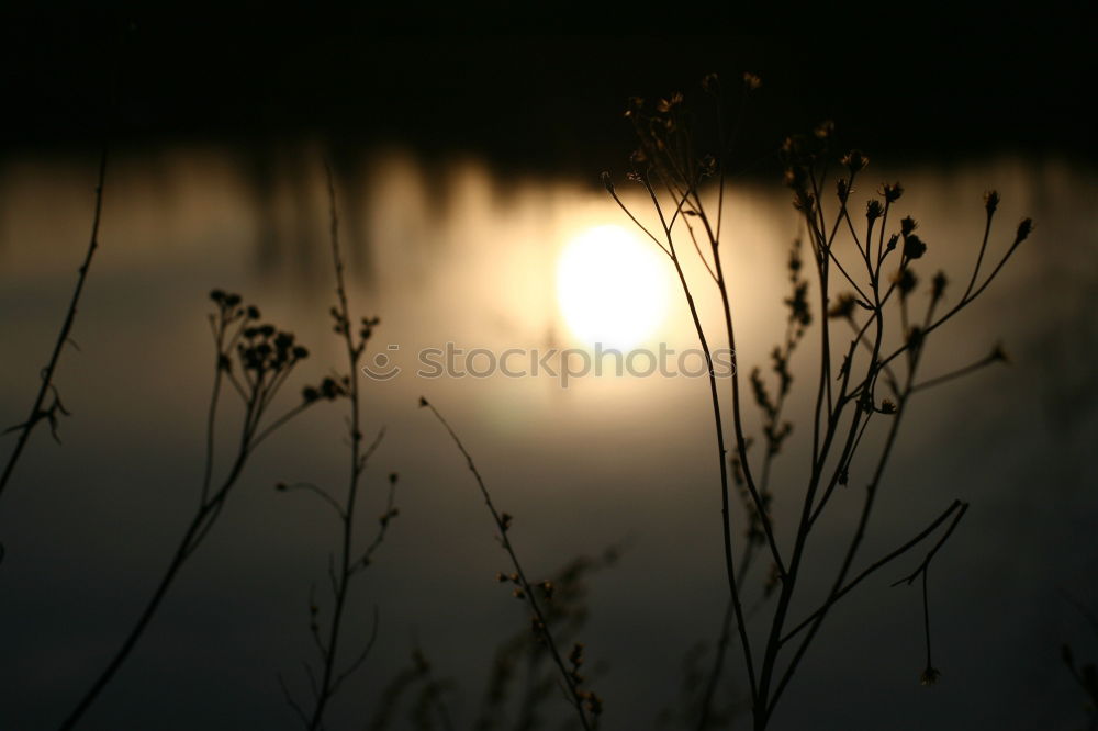 Similar – Image, Stock Photo The Sun goes down Sunset