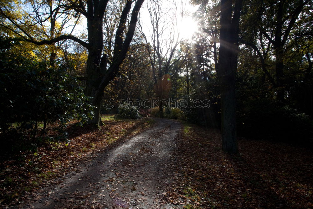 Similar – Image, Stock Photo forest path Well-being