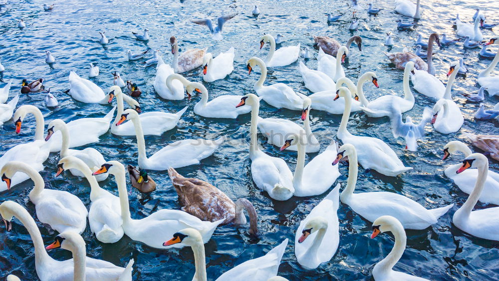 Similar – Image, Stock Photo Swan floating in lake Lake