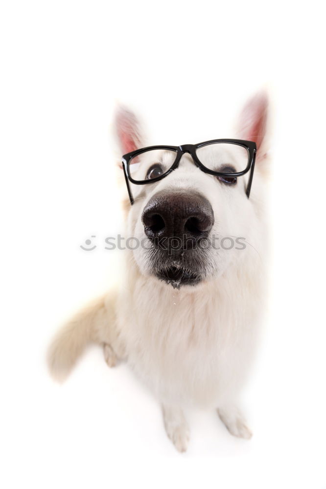 Similar – Image, Stock Photo Portrait of a cute doctor dog sitting on bed.