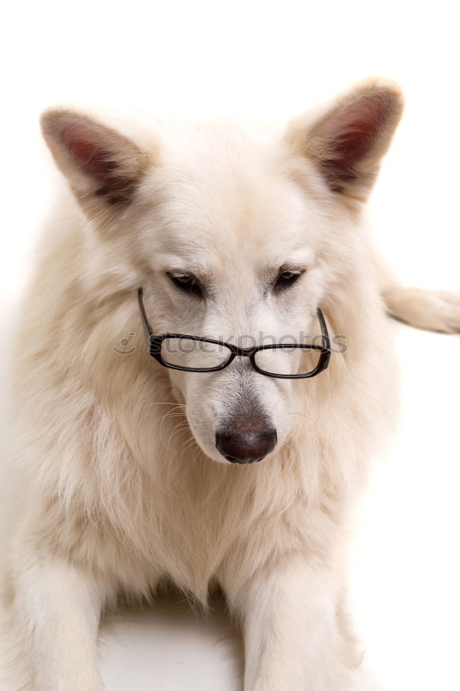 Similar – Image, Stock Photo Portrait of a cute doctor dog sitting on bed.