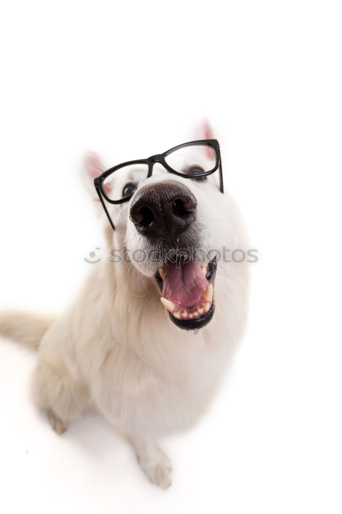 Similar – Image, Stock Photo Portrait of a cute doctor dog sitting on bed.