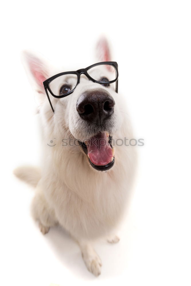 Image, Stock Photo Portrait of a cute doctor dog sitting on bed.