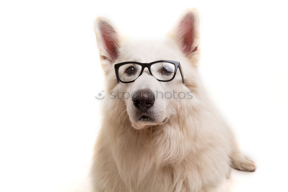 Similar – Image, Stock Photo Portrait of a cute doctor dog sitting on bed.