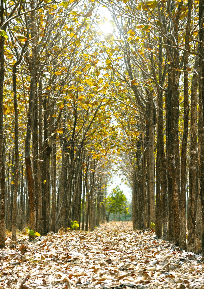 Similar – avenue Nature Green Garden