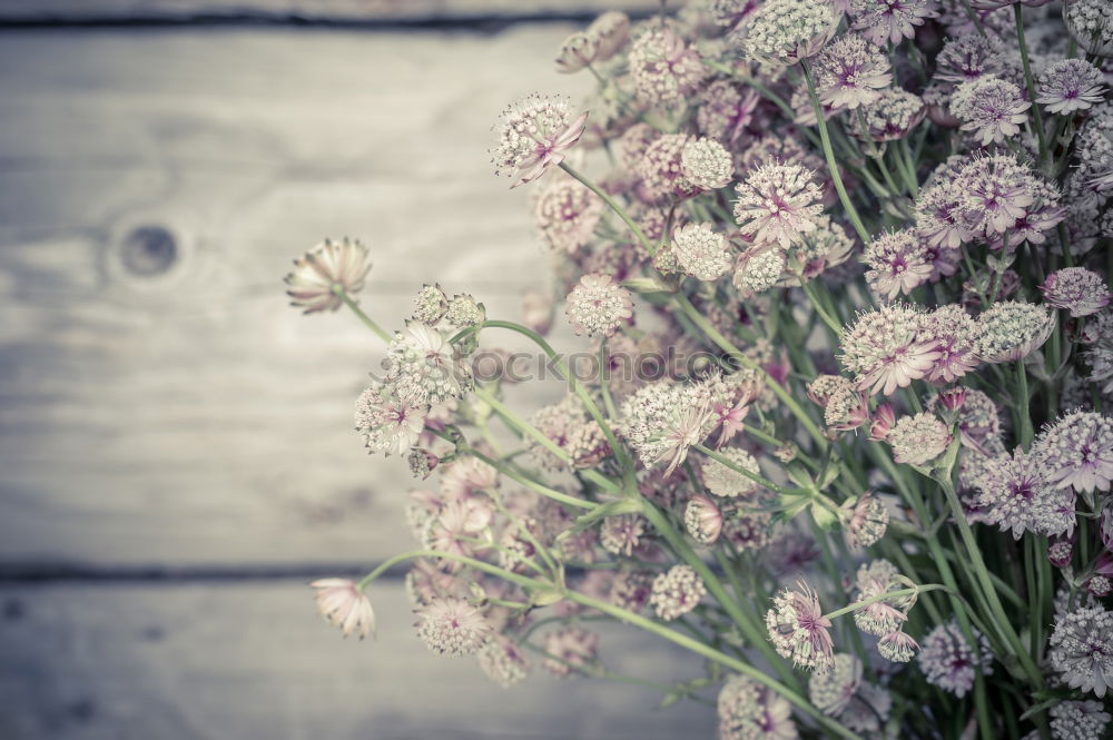 Similar – Lavender Nature Plant