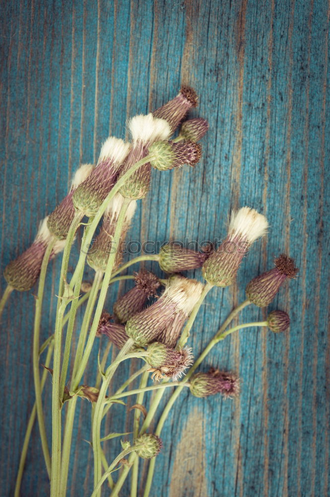 Similar – Image, Stock Photo flowers Blossoming Flower