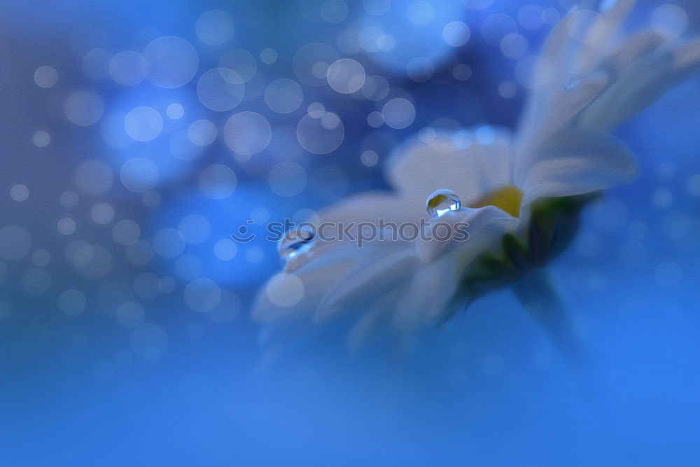 Similar – Foto Bild zarte Blüte Umwelt Natur