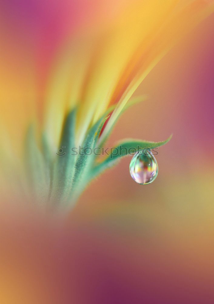 Similar – Image, Stock Photo Barberry with raindrops