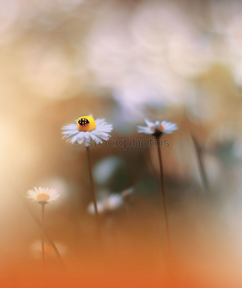 Similar – Image, Stock Photo Autumn flowers II Summer