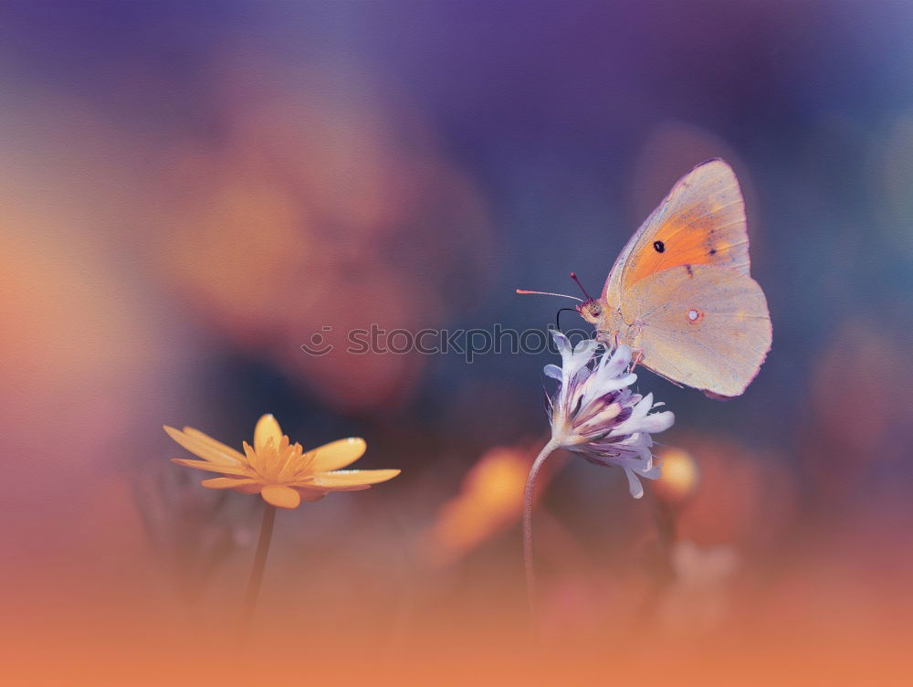 Similar – Image, Stock Photo Wild camomile bouquet of flowers