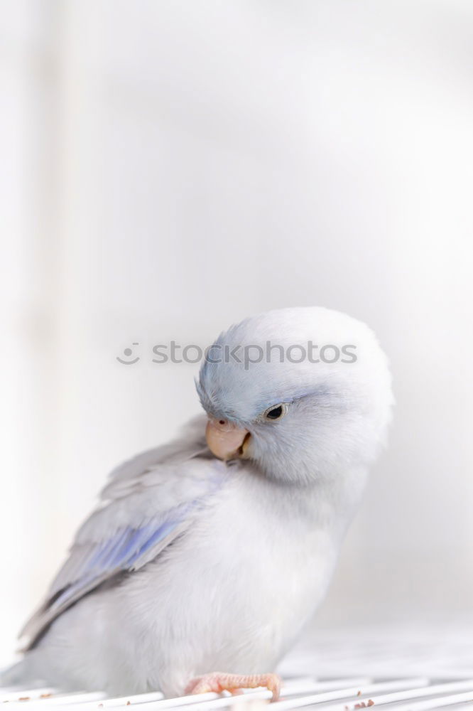 Similar – Image, Stock Photo Hand Raised Young Swifts