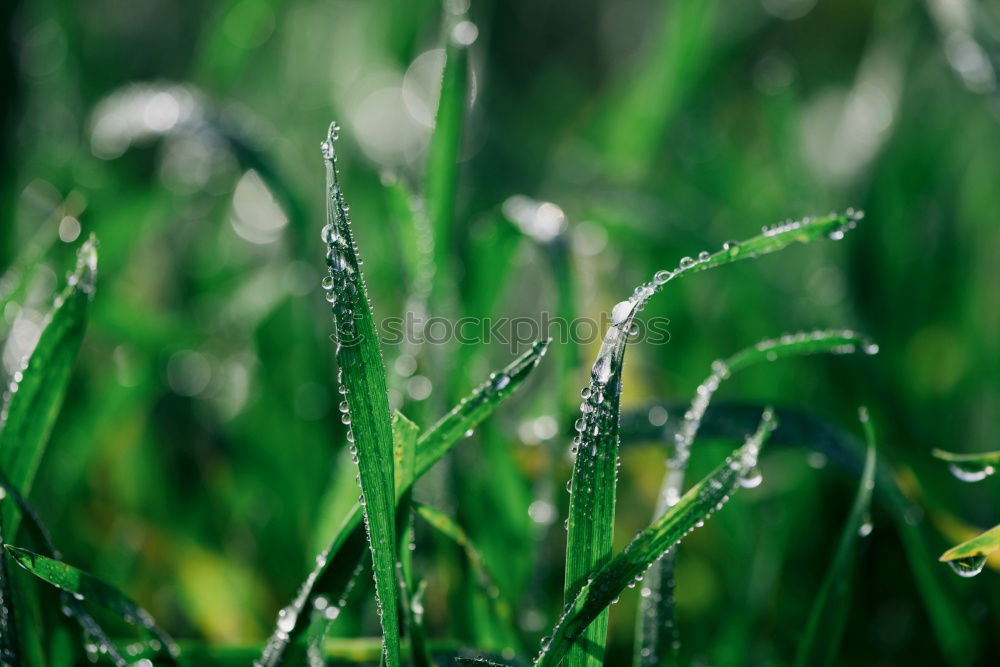 Similar – thyme Nature Landscape