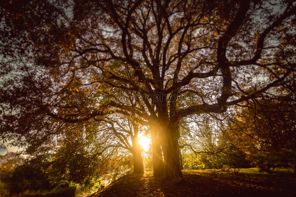 Similar – Image, Stock Photo Forest in autumn