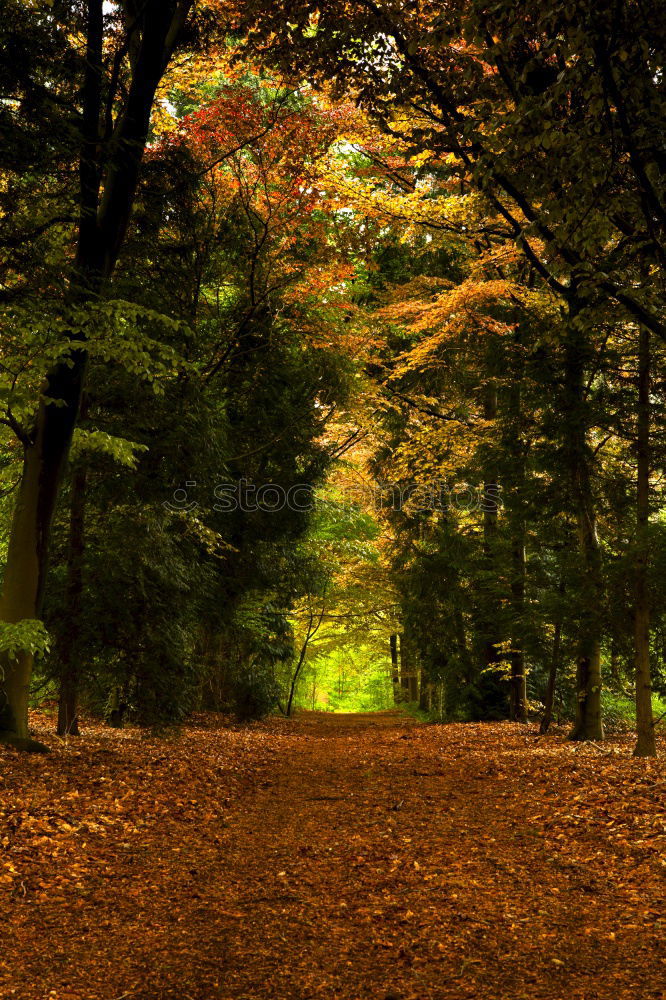 Similar – Image, Stock Photo fairytale forest Darss