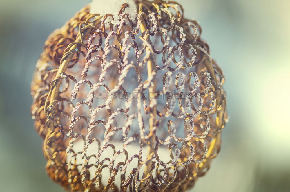 Horse chestnut in its shell