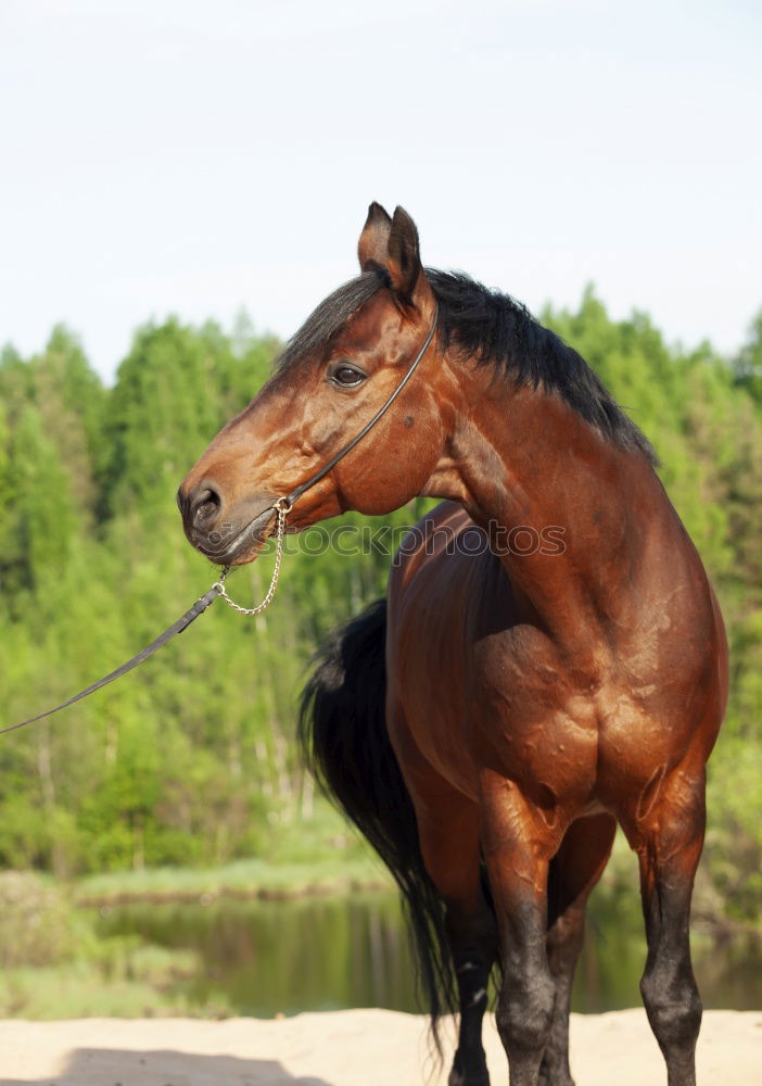 Similar – Image, Stock Photo Beautiful black stallion rises