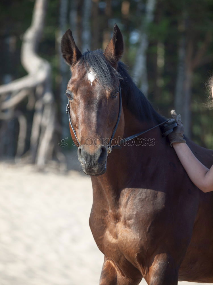 Similar – Young beautiful girl with white horse in forest. Woman horseback rider in boho style. Summertime nature scene.