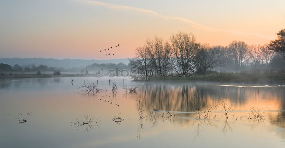 Similar – Sonnenaufgang an der Elbe mit Schwanen Paar und Brücke