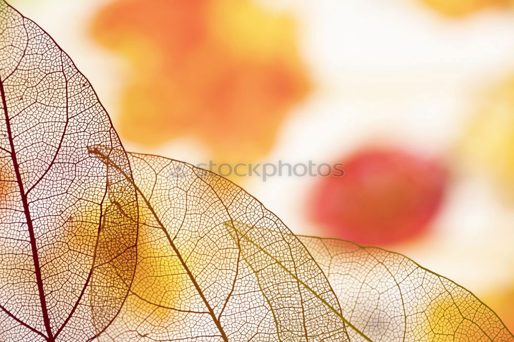 Similar – Image, Stock Photo colours of autumn Nature