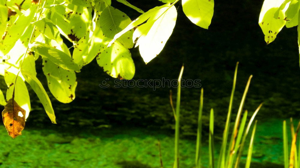 Similar – Brombeer-Heck Hecke Licht