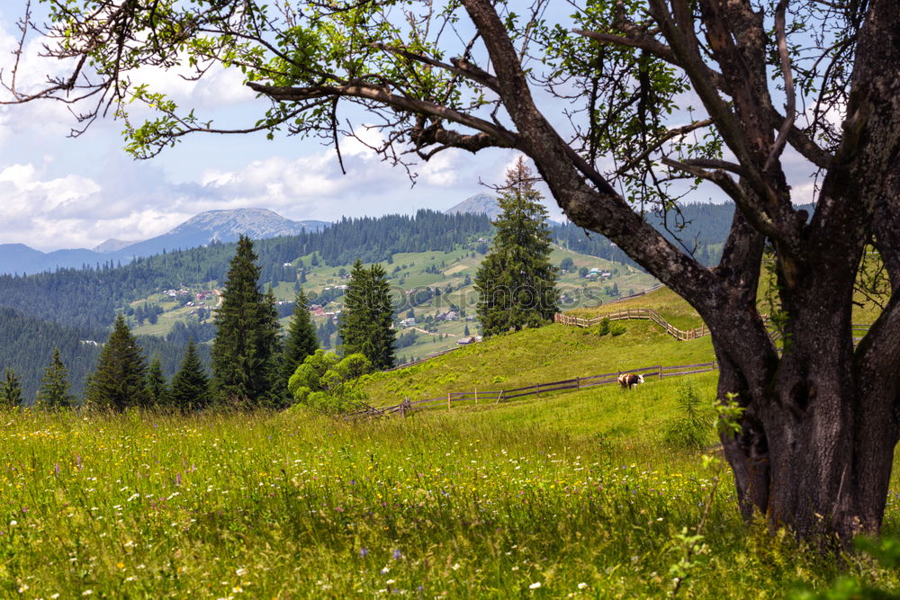 Similar – Horses in forest on green meadow