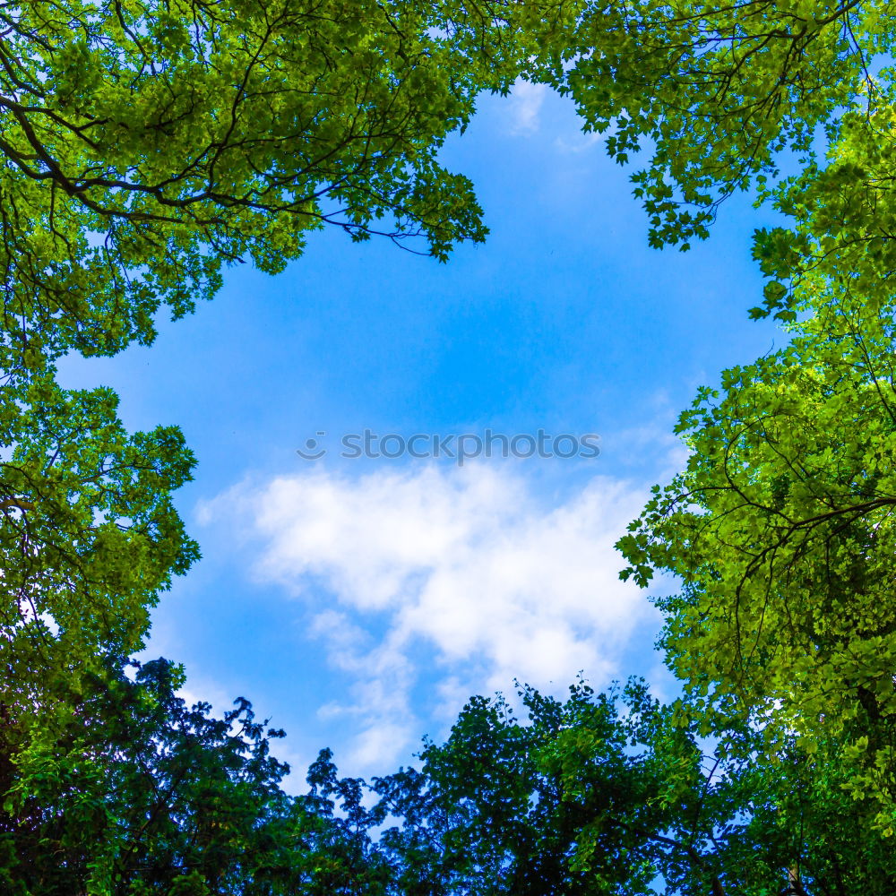 Similar – Geäst Baum grün