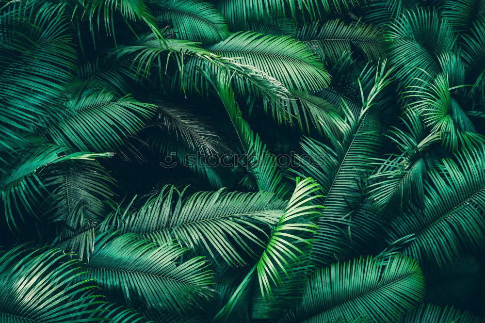 Similar – Image, Stock Photo green plant leaves Plant