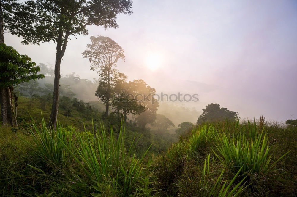 Similar – Image, Stock Photo Cow in Cuba Nature Poverty