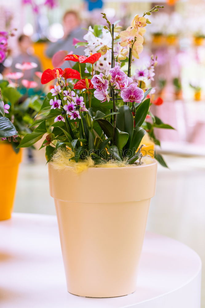 Similar – Image, Stock Photo Watering can with colorful garden flowers on the table