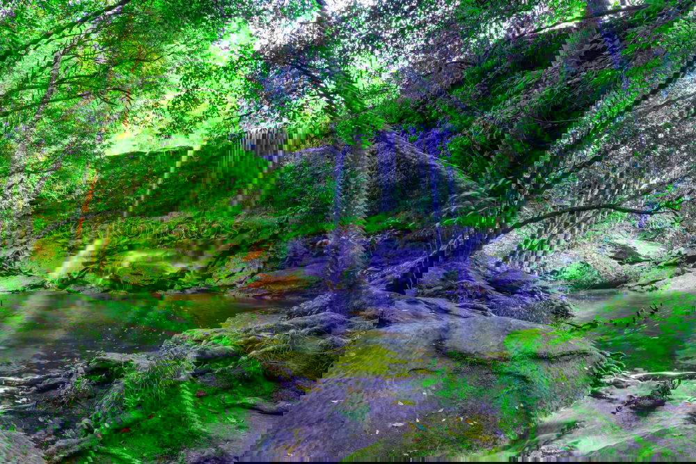 Similar – Image, Stock Photo jungles Virgin forest