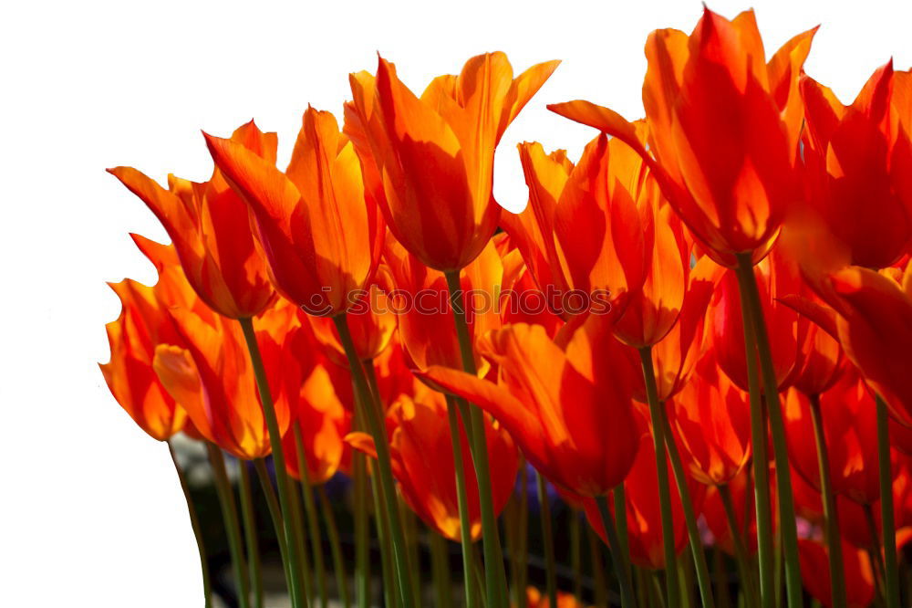 Similar – Macro of a tulip