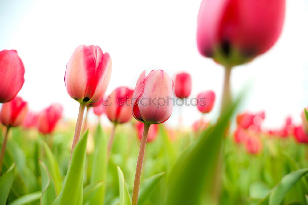 Similar – Image, Stock Photo spring greetings Nature