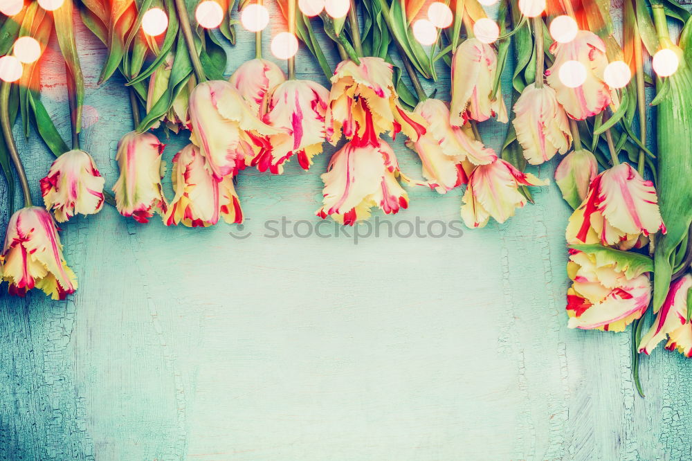 Similar – Beautiful flowers on a turquoise background