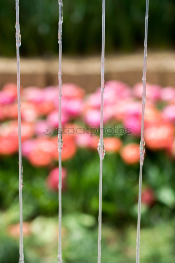 Similar – Image, Stock Photo Neighbor’s garden.