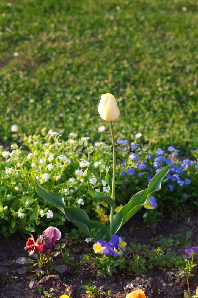 Similar – Image, Stock Photo Easter egg picture ..