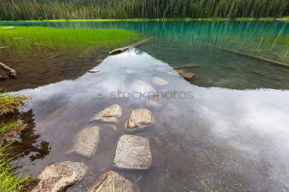 Similar – Image, Stock Photo Lake Swan Environment