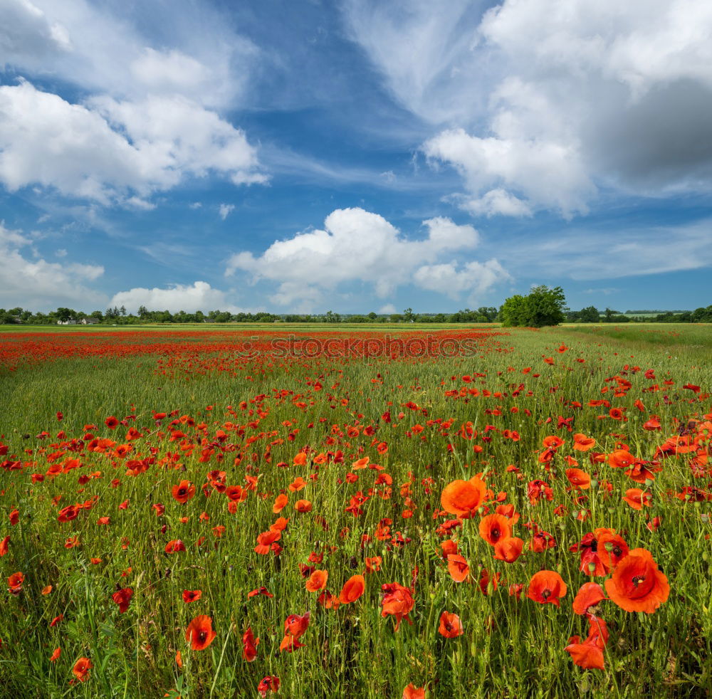 Similar – Image, Stock Photo hay fever with chickenpox